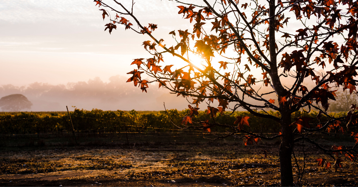 Autumn Wine Pairings