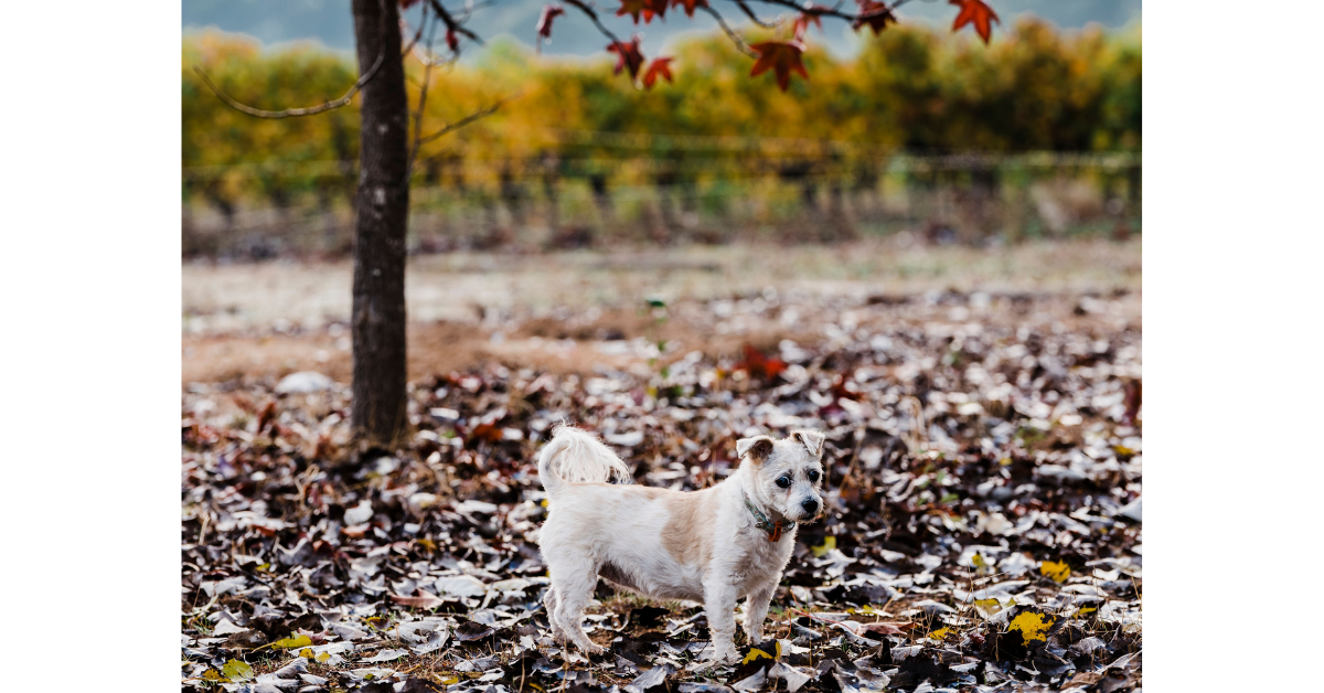 Dog Friendly Winery