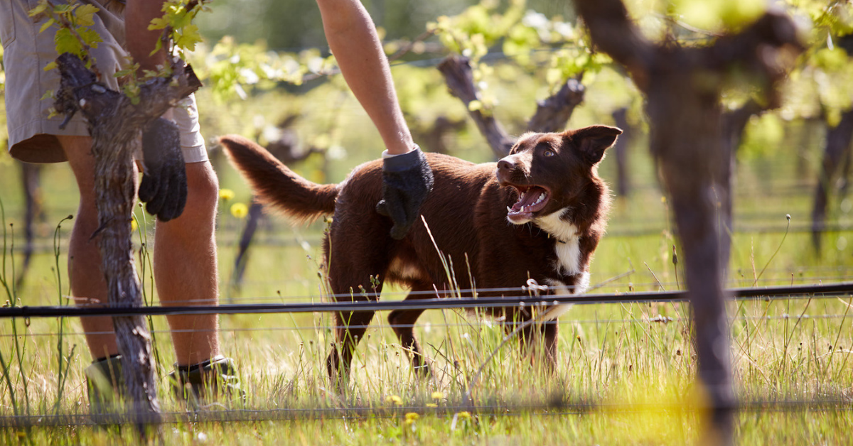 dog wine tour margaret river