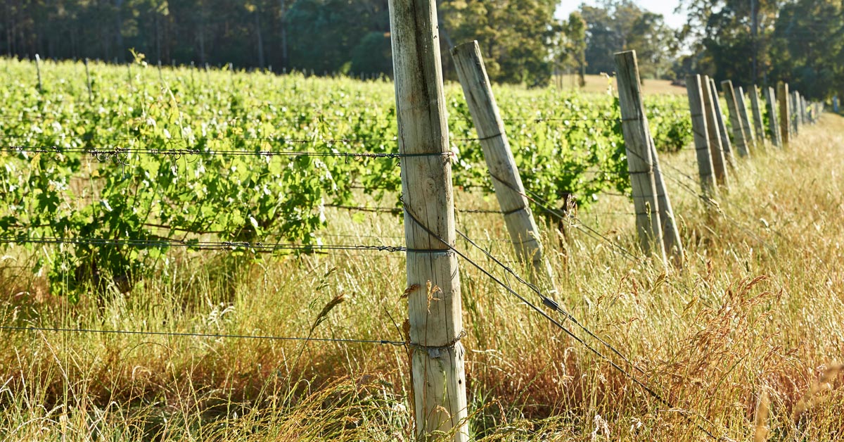 keeping-busy-in-the-vineyard