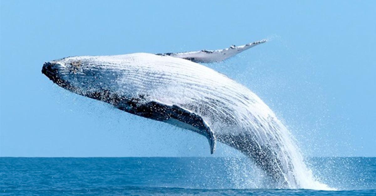 whale-watching-margaret-river